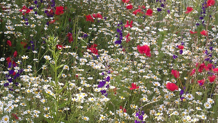 Seestadt Aspern - Wildblumen