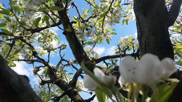 Veranstaltungen Donaustadt Mai 2016 