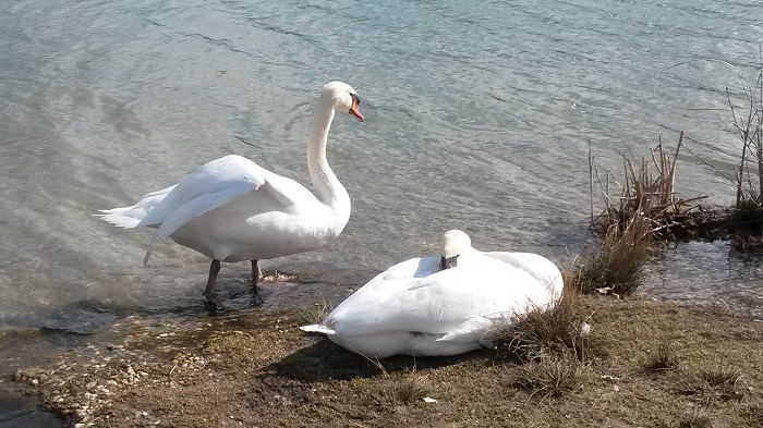 Schwäne am Teich Hirschstetten