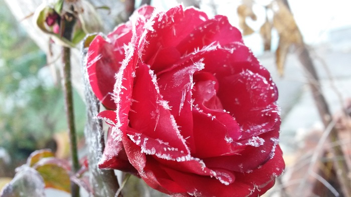 Veranstaltungen und Events in 1220 Wien Donaustadt im Dezember 2016