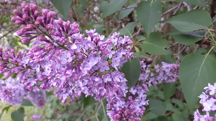 Veranstaltungen Mai 2017 700 px