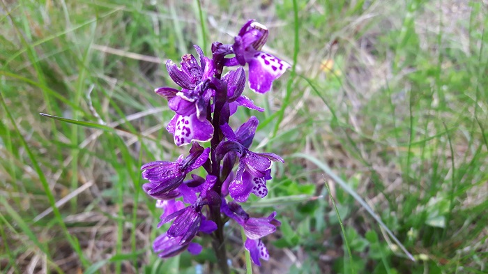 Veranstaltungen Juni 2017 700 px