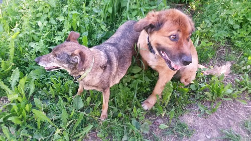 Hundeführerschein 500px