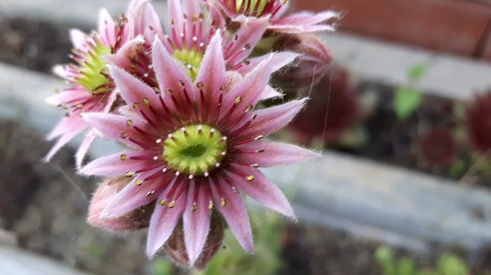 Veranstaltungen Juli 2017 700 px