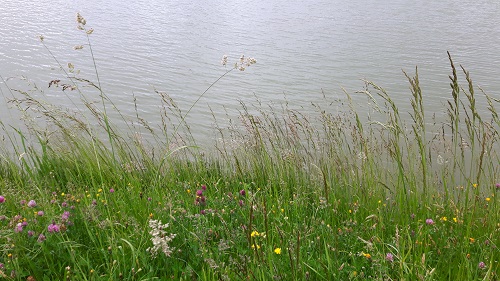 Heilkräuterspaziergang 08-2017