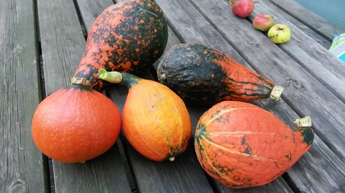 2017-09 Kürbis