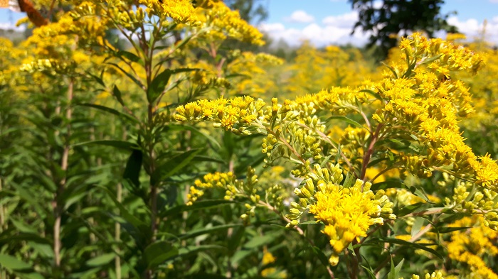 Veranstaltungen August 2017 700 px1