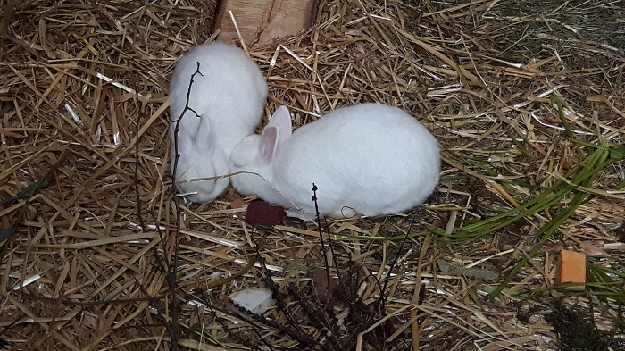 Blumengärten Hirschstetten - Zoo - Hasen
