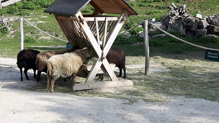Blumengärten Hirschstetten - Zoo - Schafe