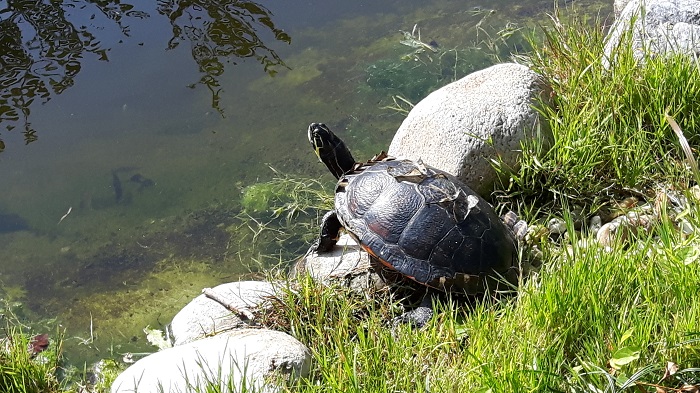 Blumengärten Hirschstetten - Zoo - Schildkröte