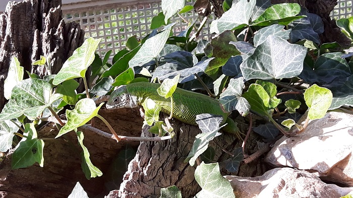 Blumengärten Hirschstetten - Zoo - Smaragdeidechse