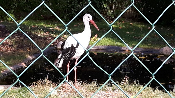 Blumengärten Hirschstetten - Zoo - Storch
