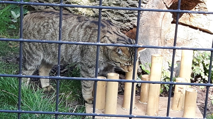 Blumengärten Hirschstetten - Zoo - Wildkatze