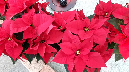 2017-12 Advent 500 px