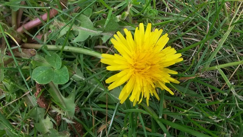 2018-03 Kraut und Ruam