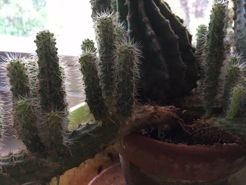 2018-05 Kakteenaussstellung