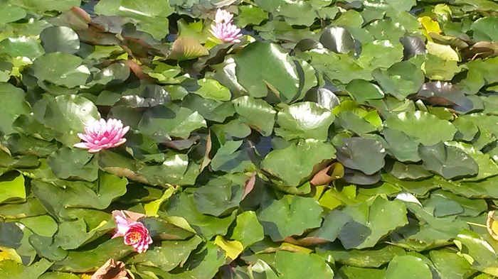 2018-06 Veranstaltungen