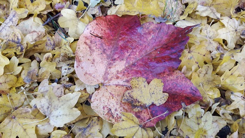 2018-10 Veranstaltungen Herbst