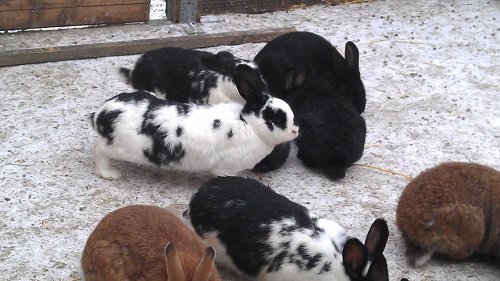 Veranstaltungen 2019-04 Hasen