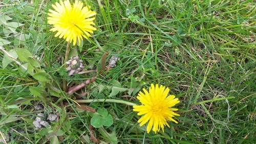 Veranstaltungen 2019-04 Loewenzahn