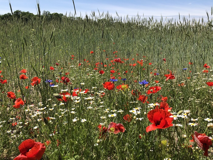 lobau mohn 1